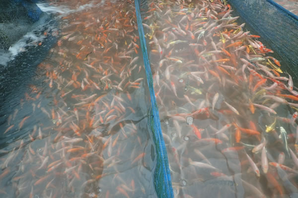 pisciculture Master Aquadura Montpellier