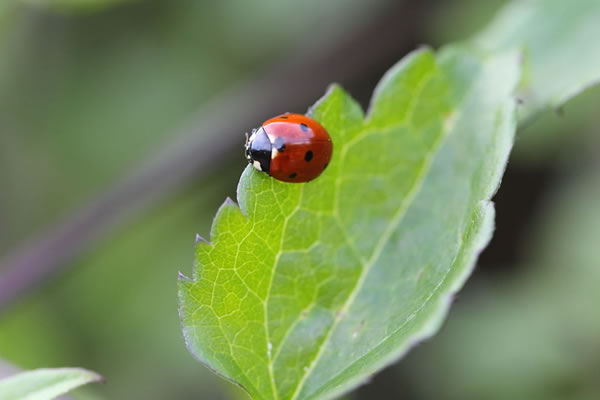 poursuite en thèse après Master RAINET
