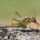 Inventaire de Biodiversité Communale