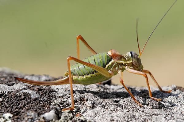 Inventaire de Biodiversité Communale