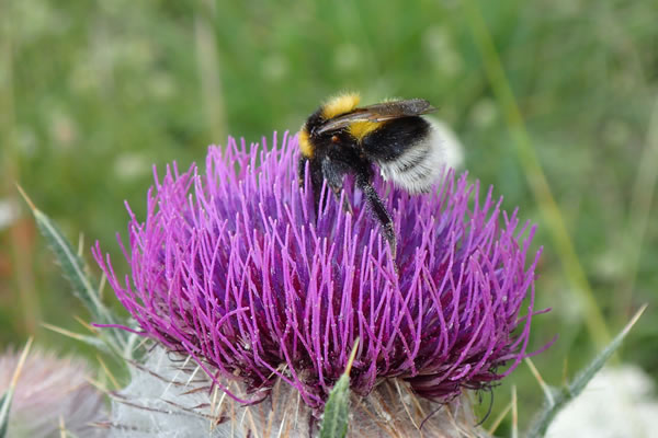réseau du parcours Rainet
