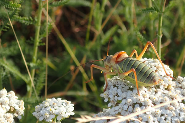 projets d'entreprises biodiversité