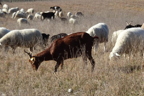 projets étudiants valorisation biodiversité