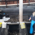 détroquage d'huîtres