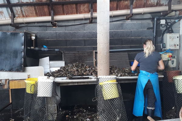 détroquage d'huîtres