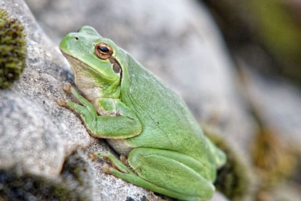 Master Recherche Appliquée pour coNservEr la biodiversiTé